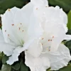Azalea Snow White Rhododendron Live Plant – 6" Flower Bush Shrub – Outdoor - Image 1
