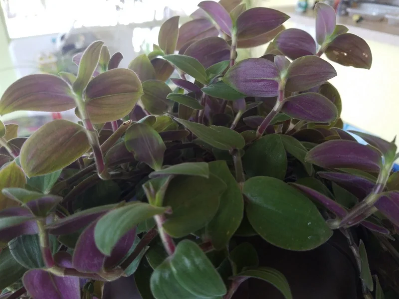 Baby Bunny Bellies Tradescantia Live Plant – Trailing Variegated Houseplant Baby Bunny Bellies Tradescantia Live Plant – Trailing Variegated Houseplant - Image 3