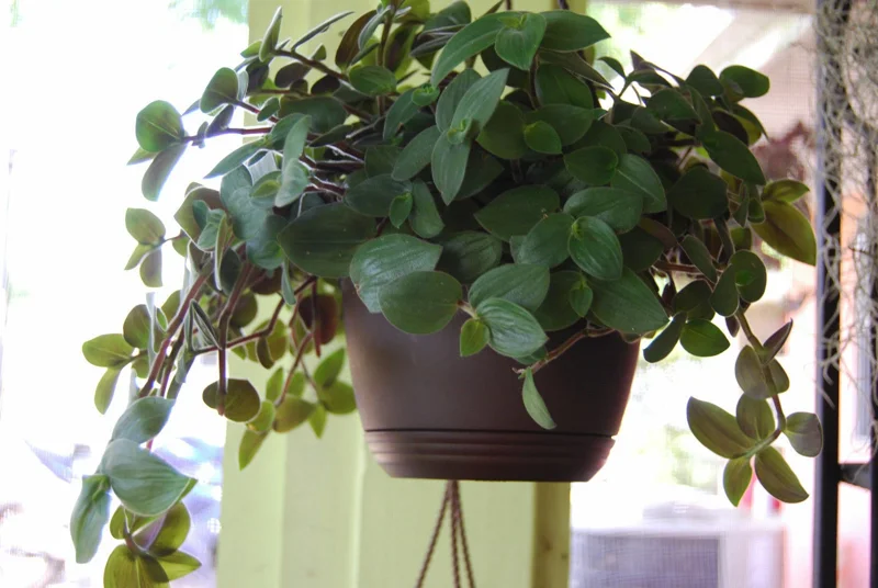 Baby Bunny Bellies Tradescantia Live Plant – Trailing Variegated Houseplant Baby Bunny Bellies Tradescantia Live Plant – Trailing Variegated Houseplant - Image 4