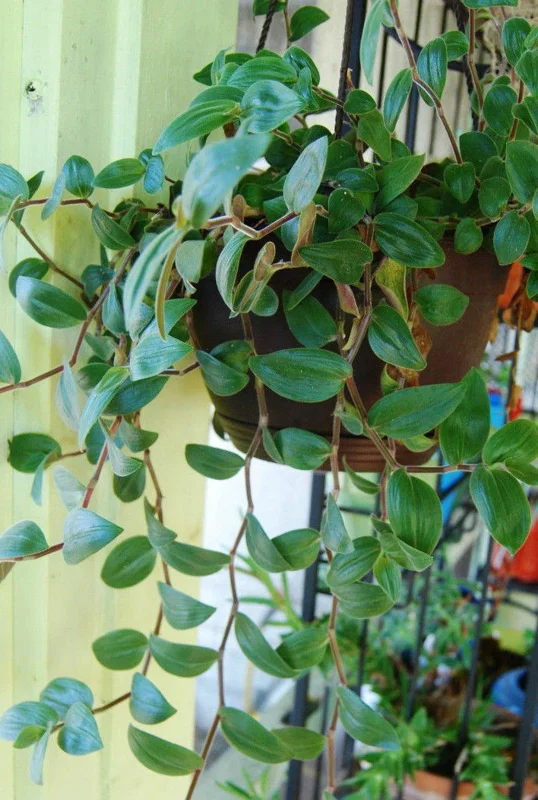 Baby Bunny Bellies Tradescantia Live Plant – Trailing Variegated Houseplant Baby Bunny Bellies Tradescantia Live Plant – Trailing Variegated Houseplant - Image 5
