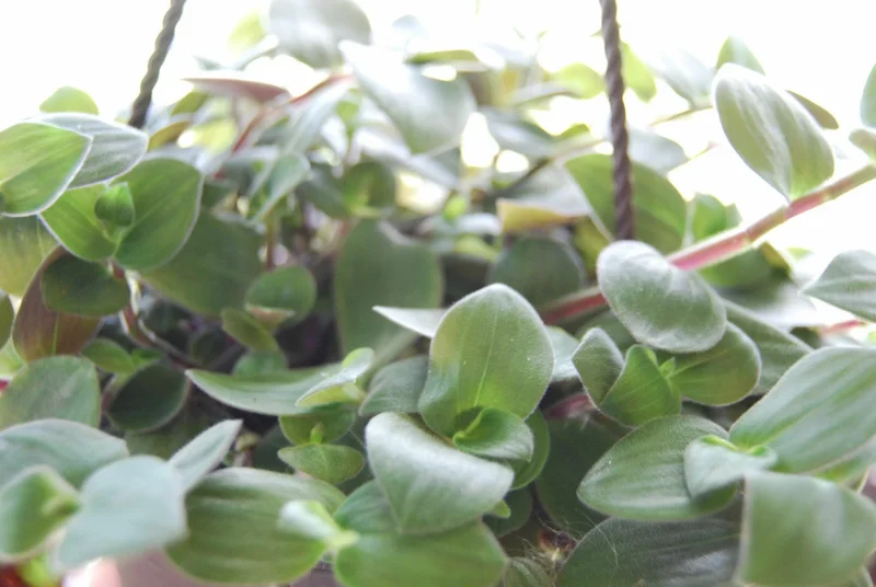Baby Bunny Bellies Tradescantia Live Plant – Trailing Variegated Houseplant Baby Bunny Bellies Tradescantia Live Plant – Trailing Variegated Houseplant - Image 6