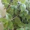 Baby Bunny Bellies Tradescantia Live Plant – Trailing Variegated Houseplant Baby Bunny Bellies Tradescantia Live Plant – Trailing Variegated Houseplant - Image 1