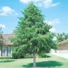 Bald Cypress Tree – Live Plant – 18-24 inch Tall – Quart Pot – Outdoor Bald Cypress Tree – Live Plant – 18-24 inch Tall – Quart Pot – Outdoor - Image 1