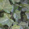 Baltic Sub-Zero Ivy – 5 Bare Root Evergreen Groundcover Plants – Outdoor Baltic Sub-Zero Ivy – 5 Bare Root Evergreen Groundcover Plants – Outdoor - Image 1