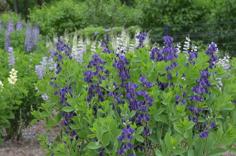 Baptisia 'Royal Purple' False Indigo Perennial Live Plant - Outdoor - Image 2
