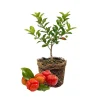 Barbados Cherry Live Plant 4-7” Tall - Acerola Tree Starter Tropical Fruit - Image 1