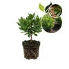 Bay Laurel Live Plant - 4 Inch Tall Culinary Herb Tree for Indoor/Outdoor - Image 1