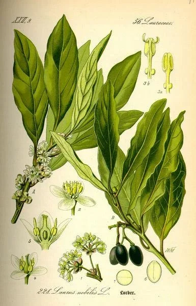 Bay Leaf Tree Live Plant - Laurus Nobilis - Sweet Bay for Culinary, Indoor/Outdoor - Image 2