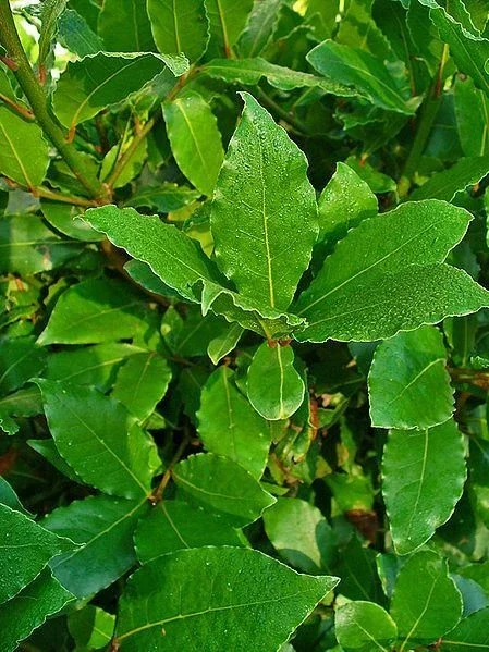 Bay Leaf Tree Live Plant - Laurus Nobilis - Sweet Bay for Culinary, Indoor/Outdoor Bay Leaf Tree Live Plant - Laurus Nobilis - Sweet Bay for Culinary, Indoor/Outdoor - Image 3