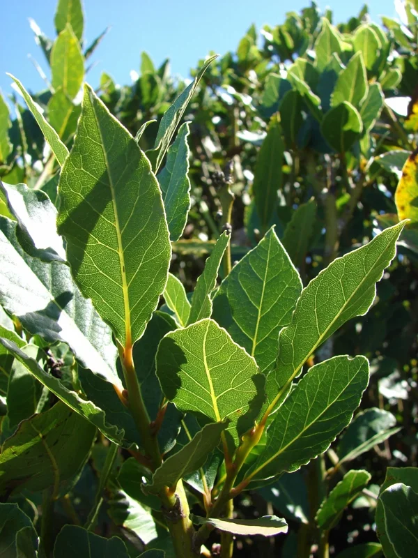 Bay Leaf Tree Live Plant - Laurus Nobilis - Sweet Bay for Culinary, Indoor/Outdoor - Image 1