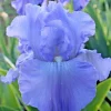 Bearded Iris Full Tide Bare Root Bulbs – 3 Pack – Wisteria Blue Flowers - Image 1
