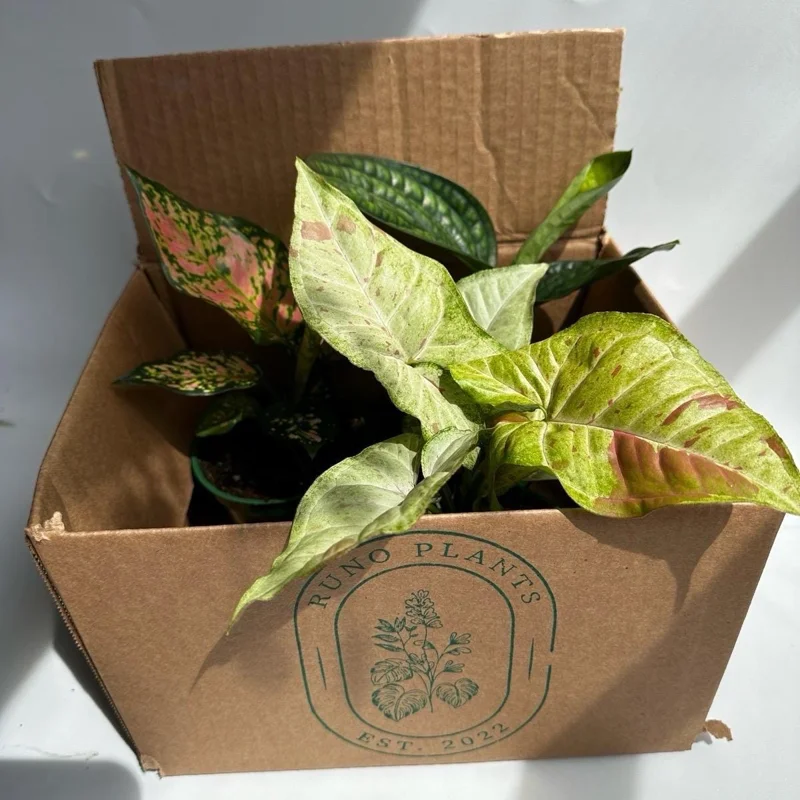 Beginner Friendly Mystery Box Bundle - 3 Live Plants in 4-inch Pots - Indoor - Image 2