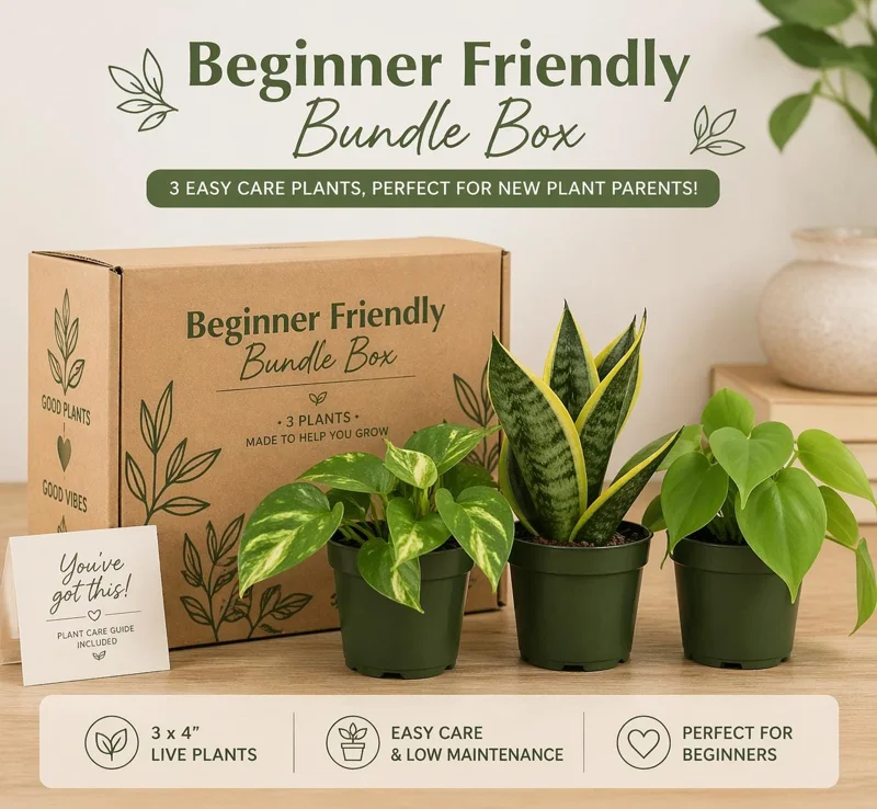 Beginner Friendly Mystery Box Bundle - 3 Live Plants in 4-inch Pots - Indoor - Image 1