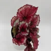 Begonia Exotica Raspberry Live Plant – 6 inch Pot – Unique Patterned Leaves Indoor Begonia Exotica Raspberry Live Plant – 6 inch Pot – Unique Patterned Leaves Indoor - Image 1