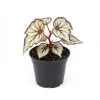 Begonia Live Plant 4-7 Inch – Colorful Foliage Houseplant, Easy Care Indoor Plant - Image 1