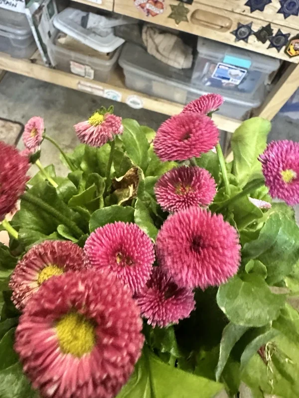 Bellis Perennis Rose Pink English Daisy 1 Live Flower Plant 6 inch - Image 1
