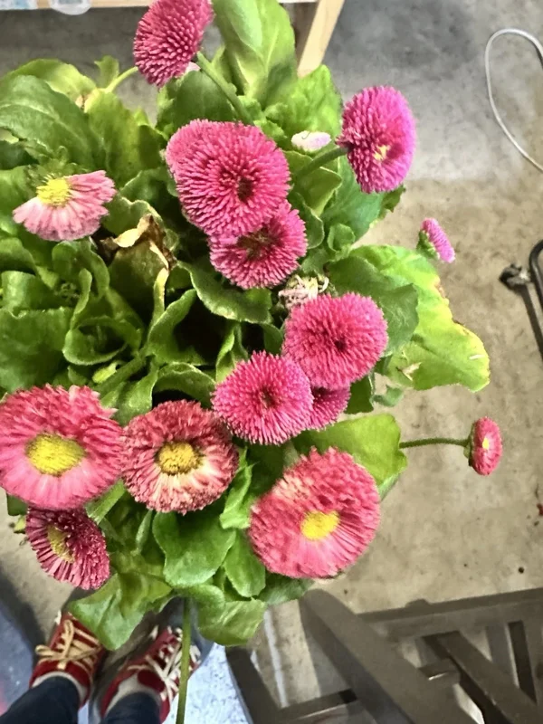 Bellis Perennis Rose Pink English Daisy 1 Live Flower Plant 6 inch - Image 2