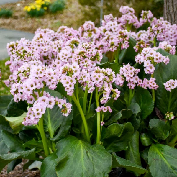 Bergenia Fairytale Romance Perennial Plant - Live Flowering Groundcover - Image 2