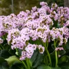 Bergenia Fairytale Romance Perennial Plant - Live Flowering Groundcover Bergenia Fairytale Romance Perennial Plant - Live Flowering Groundcover - Image 1