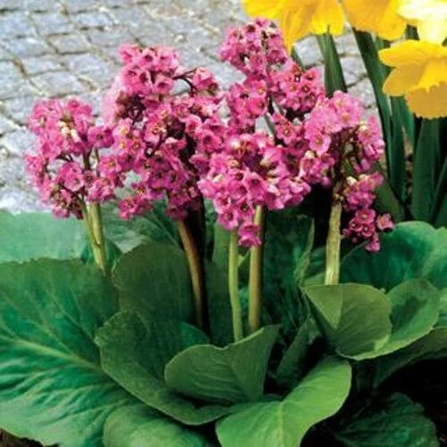Bergenia 'Winter Glow' Live Plant - Winter Blooming Perennial - Image 2