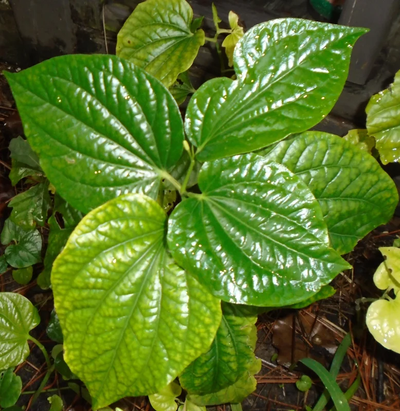 Betel Leaves Lolot Bare Roots Live Plants - Set of 4 Piper Sarmentosum Betel Leaves Lolot Bare Roots Live Plants - Set of 4 Piper Sarmentosum - Image 2