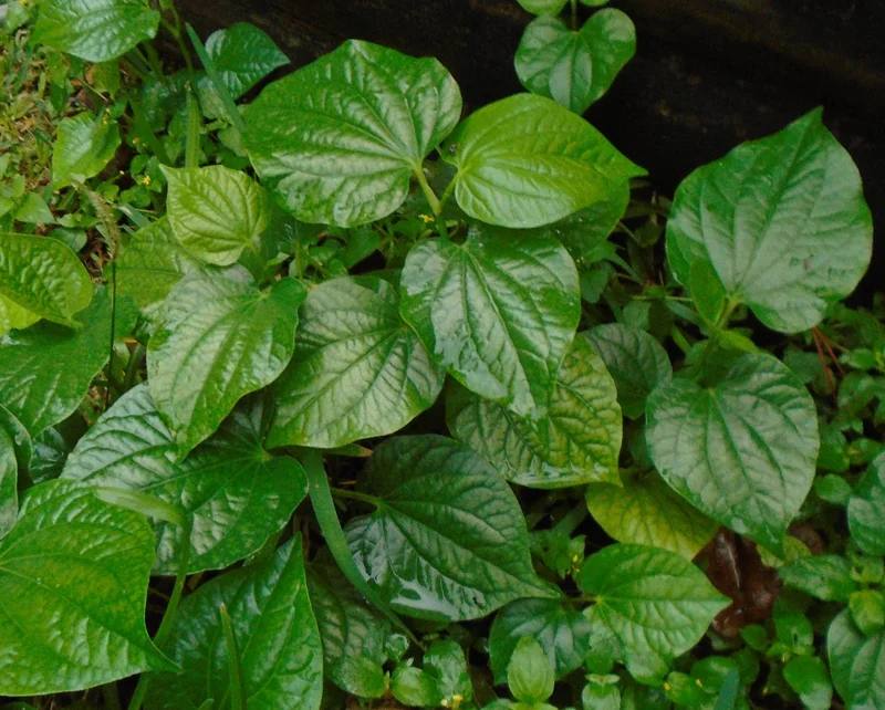 Betel Leaves Lolot Bare Roots Live Plants - Set of 4 Piper Sarmentosum Betel Leaves Lolot Bare Roots Live Plants - Set of 4 Piper Sarmentosum - Image 4