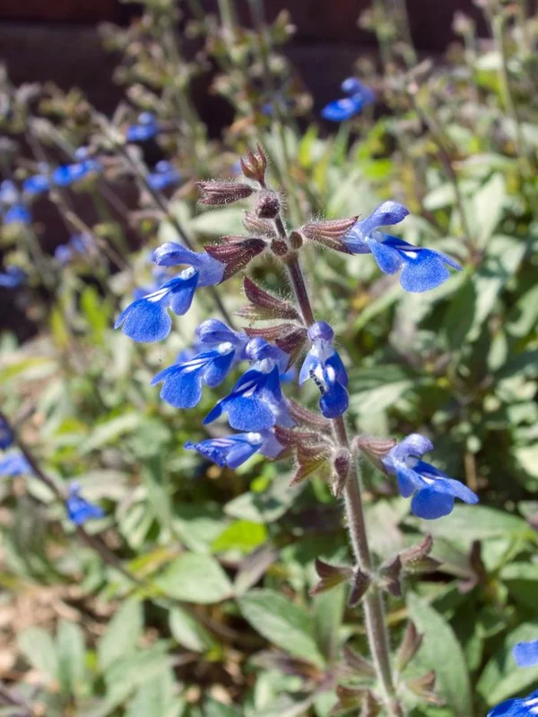 Bicolor Sage Live Plant – 1 Gallon Pot – Indoor/Outdoor Herb - Image 1