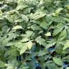 Big Beef Tomato Live Plants - 2 Pack, 6-10 Inches Tall, Ready to Plant - Image 1