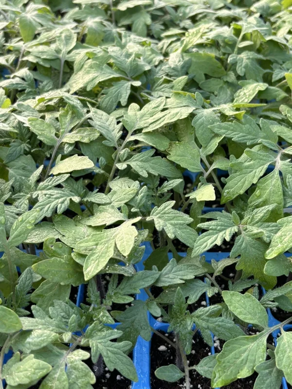 Big Beef Tomato Live Plants - 3-Pack, 6-10 Inches Tall, Vegetative Stage, Outdoor Big Beef Tomato Live Plants - 3-Pack, 6-10 Inches Tall, Vegetative Stage, Outdoor - Image 1