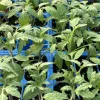 Big Boy Tomato Live Plants 6-10 Inches Tall, 60+ Days Old - Pack of 4 - Image 1