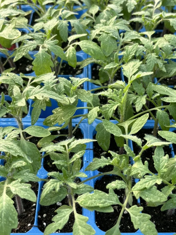 Big Boy Tomato Live Plants - Set of 2, 6-10 Inches Tall, Ready to Plant Big Boy Tomato Live Plants - Set of 2, 6-10 Inches Tall, Ready to Plant - Image 1