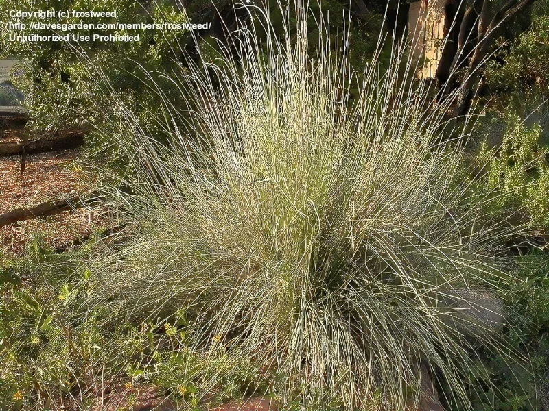 Big Muhly Grass Live Plant – 1 Gallon Pot – Outdoor Ornamental Grass - Image 2