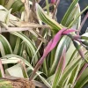 Billbergia Nutans Bromeliads Live Plants - Queen's Tears - 3 Rooted Plants - Image 1