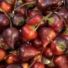 Biquinho Purple Hot Pepper Live Plants - Lot of 3 Chili Plants for Garden - Image 1