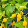 Biquinho Sweety Drop Yellow Hot Pepper Live Plants - Lot of 3 - Medium Sun Biquinho Sweety Drop Yellow Hot Pepper Live Plants - Lot of 3 - Medium Sun - Image 1