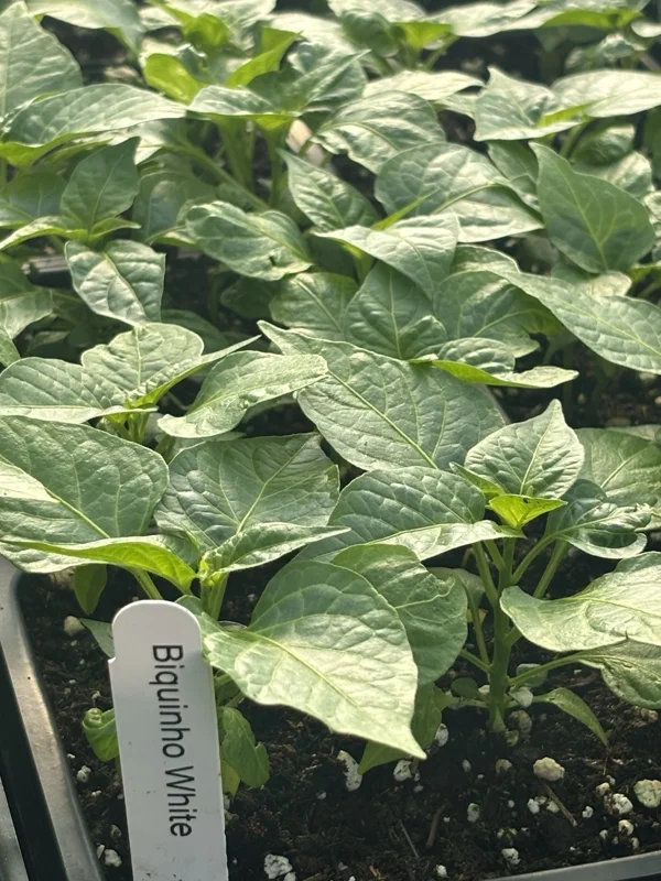 Biquinho White Hot Chili Pepper Live Plants - Lot of 3 - Vegetative Stage, Medium Sun Biquinho White Hot Chili Pepper Live Plants - Lot of 3 - Vegetative Stage, Medium Sun - Image 2