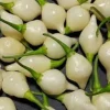 Biquinho White Hot Chili Pepper Live Plants - Lot of 3 - Vegetative Stage, Medium Sun - Image 1