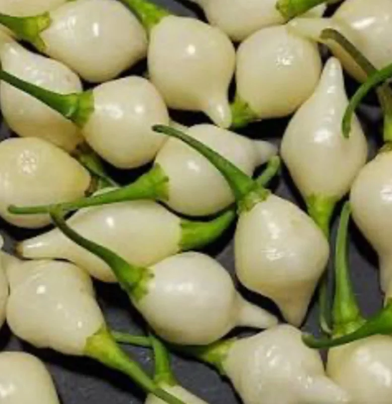 Biquinho White Hot Chili Pepper Live Plants - Lot of 3 - Vegetative Stage, Medium Sun Biquinho White Hot Chili Pepper Live Plants - Lot of 3 - Vegetative Stage, Medium Sun - Image 1