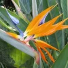 Bird of Paradise Live Plant - Strelitzia Reginae Potted Houseplant - Image 1