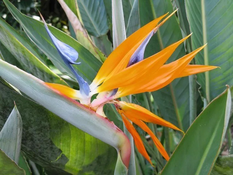 Bird of Paradise Live Plant - Strelitzia Reginae Potted Houseplant - Image 1