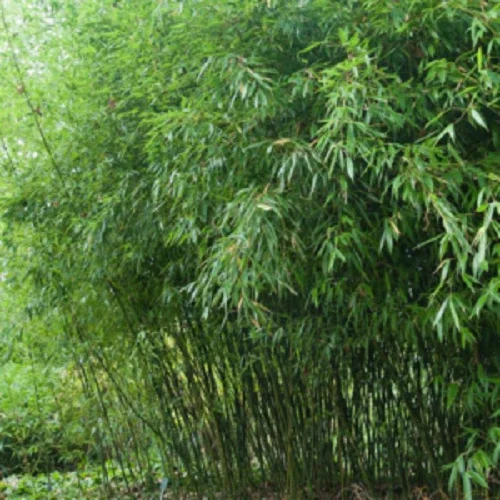 Bissetii Bamboo Seeds - 50 Count - Privacy Climbing Garden - Image 1
