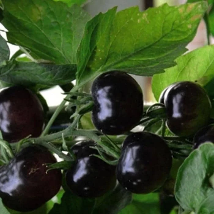 Black Cherry Tomato Seeds - 75+ Heirloom Vegetable Seeds - Non-GMO - Image 2