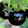 Black Cherry Tomato Seeds - 75+ Heirloom Vegetable Seeds - Non-GMO - Image 1