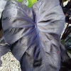 Black Coral Elephant Ear Live Plant - Rooted Calocasia Esculenta in 3" Pot Black Coral Elephant Ear Live Plant - Rooted Calocasia Esculenta in 3" Pot - Image 1
