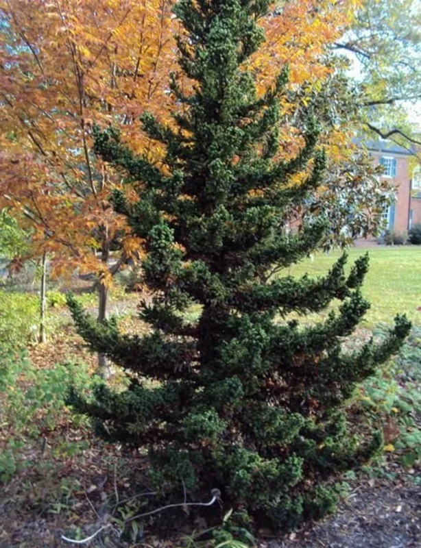 Black Dragon Cryptomeria Japonica Live Plant – 6-12" Tall – Quart Pot – Evergreen Shrub Black Dragon Cryptomeria Japonica Live Plant – 6-12" Tall – Quart Pot – Evergreen Shrub - Image 1