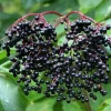 Black Elderberry Live Plant – Edible Berries – Quart Pot – 12" Tall – Outdoor Shrub - Image 1