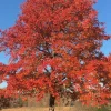 Black Gum Tree Live Plant – Scarlet Fall Color, Wildlife Friendly Outdoor - Image 1