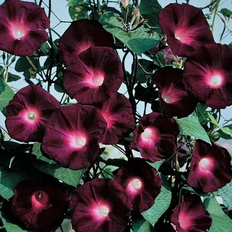 Black Knight Morning Glory Seeds - 20 Count Annual Climbing Flower Vine - Image 2