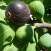 Black Mission Fig Tree - Live Fruiting Ficus Carica Plant - Outdoor - Image 1