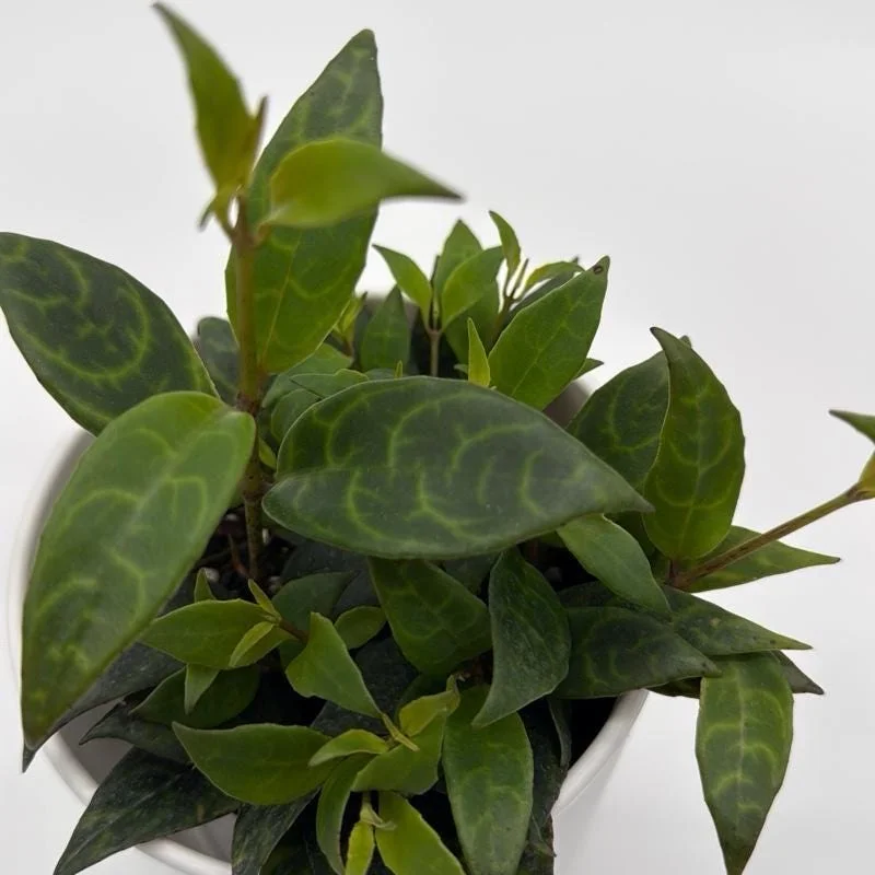 Black Pagoda Lipstick Plant - Trailing Houseplant with Patterned Foliage - 4" Pot Black Pagoda Lipstick Plant - Trailing Houseplant with Patterned Foliage - 4" Pot - Image 3